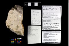 Foto (Objekt + Etikett) von Cycloprosopon etalloni (Gemmellaro, 1869)  (NHMW-GEO-2014-0194-0975)